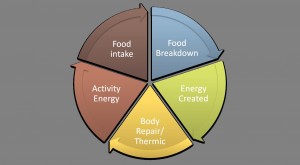 metabolic-system